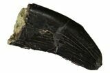 Serrated Tyrannosaur Tooth - Two Medicine Formation #165953-1